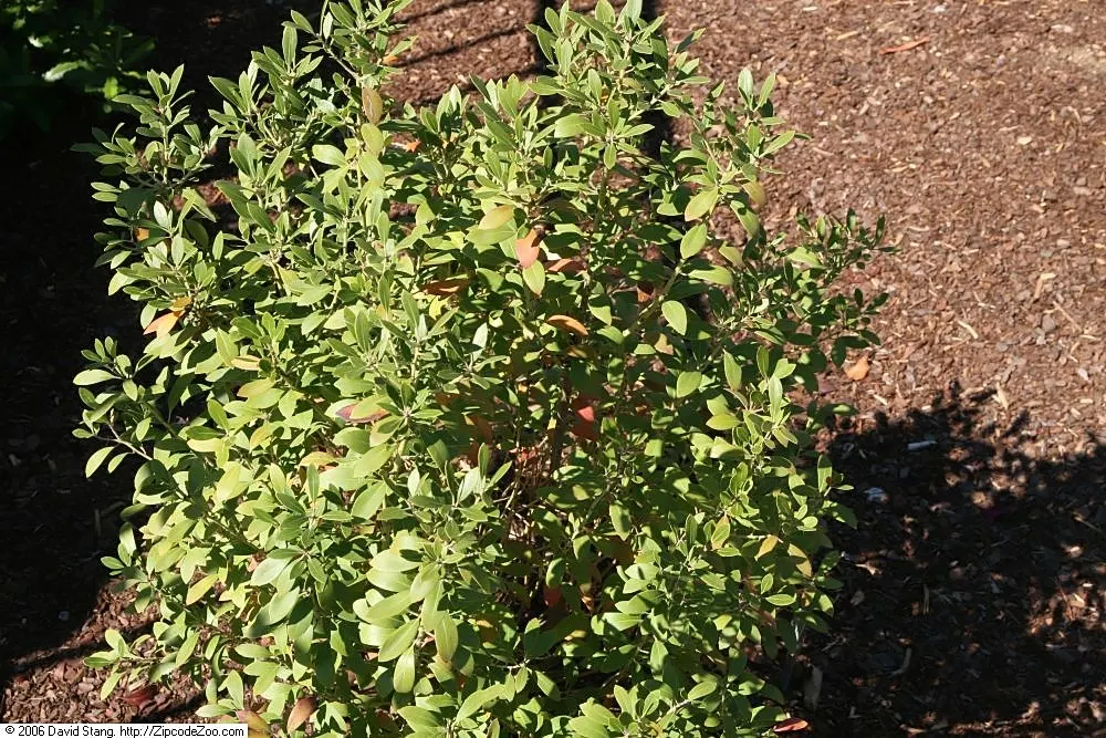 Inkberry (Ilex Glabra) — This adaptable native prefers full sun to partial shade and moist, acidic soils