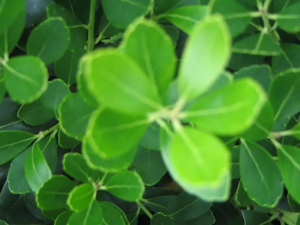 Inkberry (Ilex Glabra) — Pruning maintains size and shape, emphasizing its dense, rounded habit, image 32