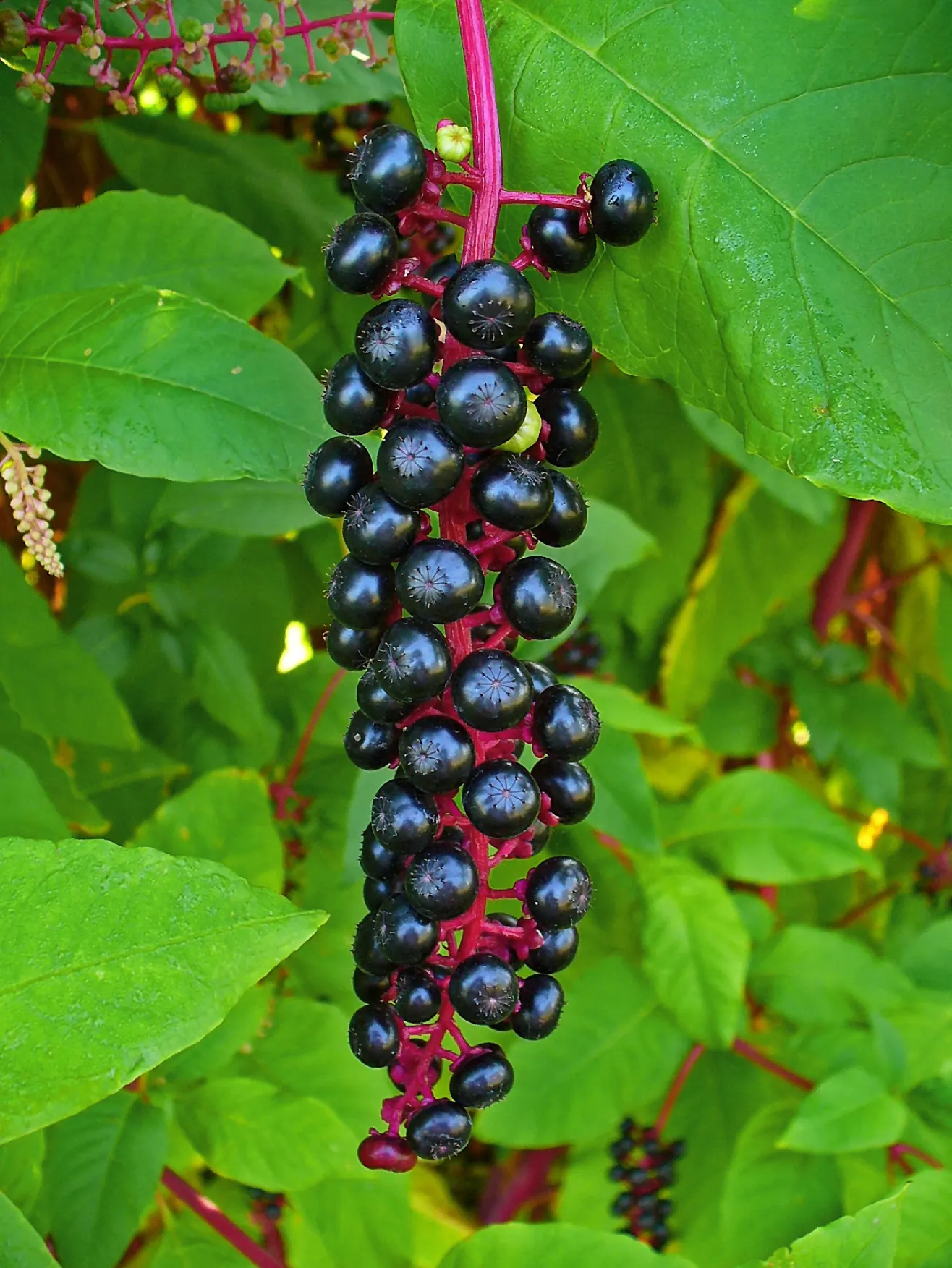 Inkberry (Ilex Glabra) — ability to thrive in a range of soil types
