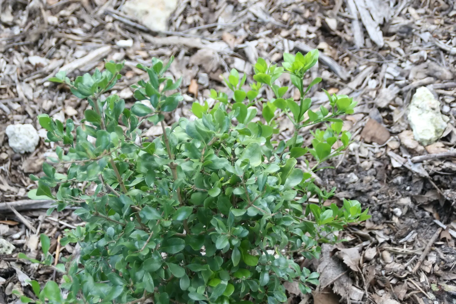 Inkberry (Ilex Glabra) — are attractive to pollinators