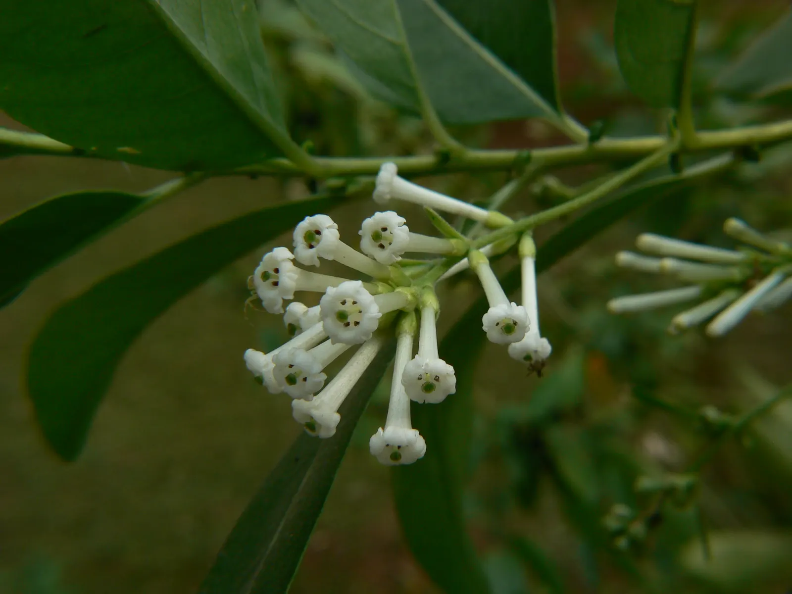Inkberry (Ilex Glabra) — demonstrating a high tolerance for various conditions