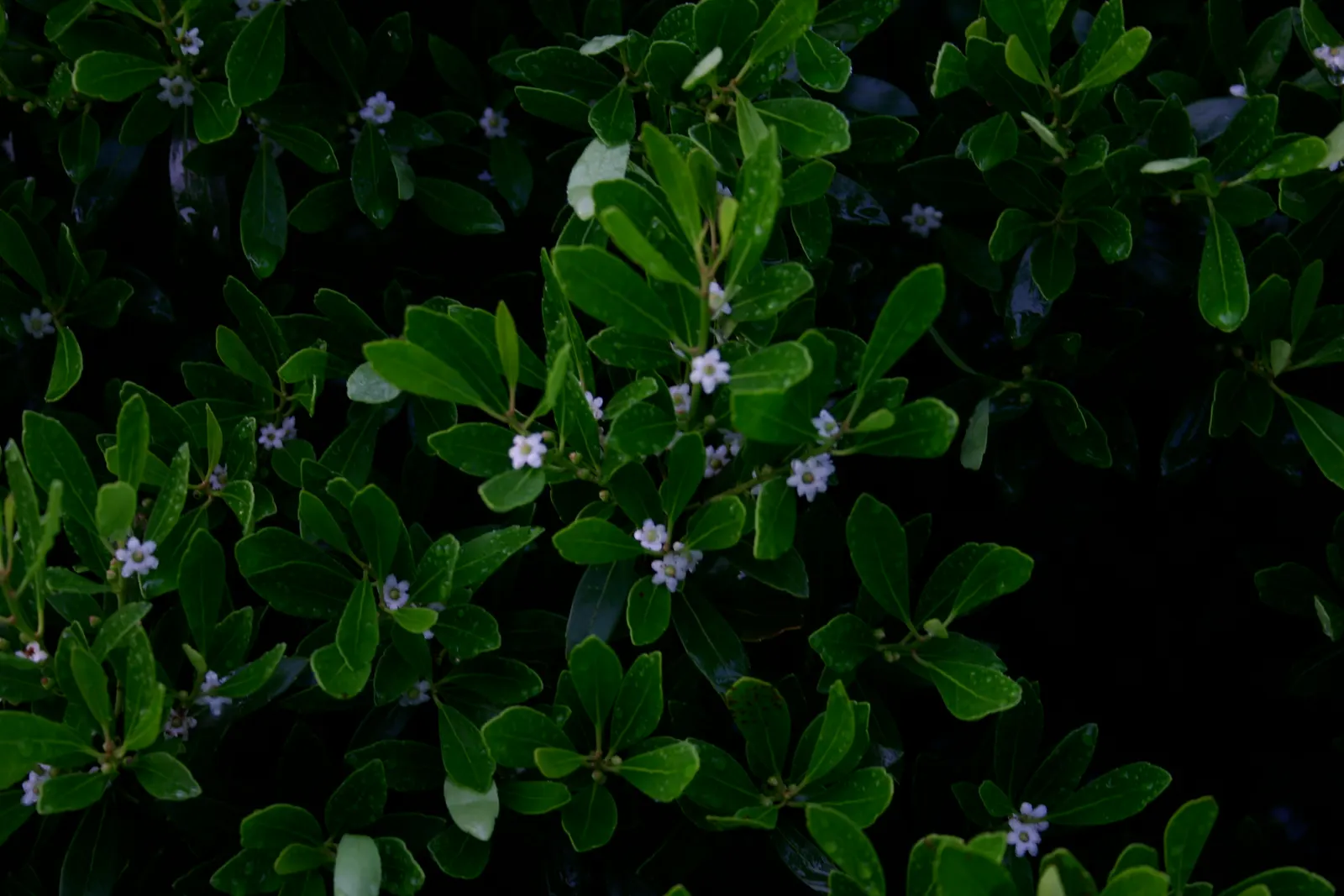 Inkberry (Ilex Glabra) — emphasize its low maintenance requirements; including wet soils and partial shade