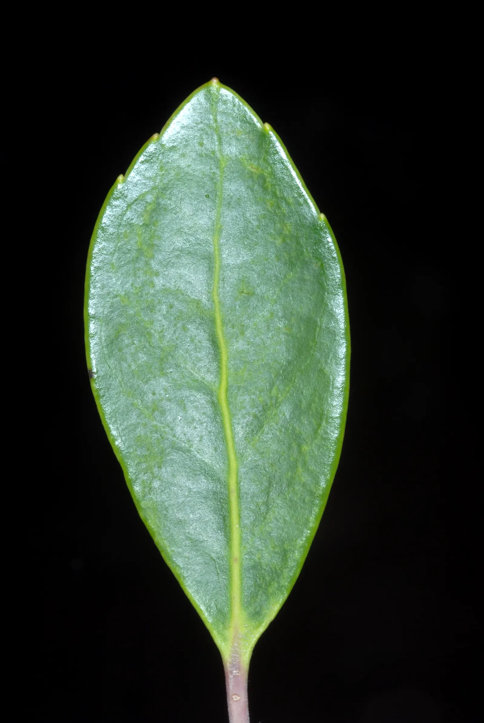 Inkberry (Ilex Glabra) — are attractive to pollinators; is a versatile evergreen shrub native to the eastern United States