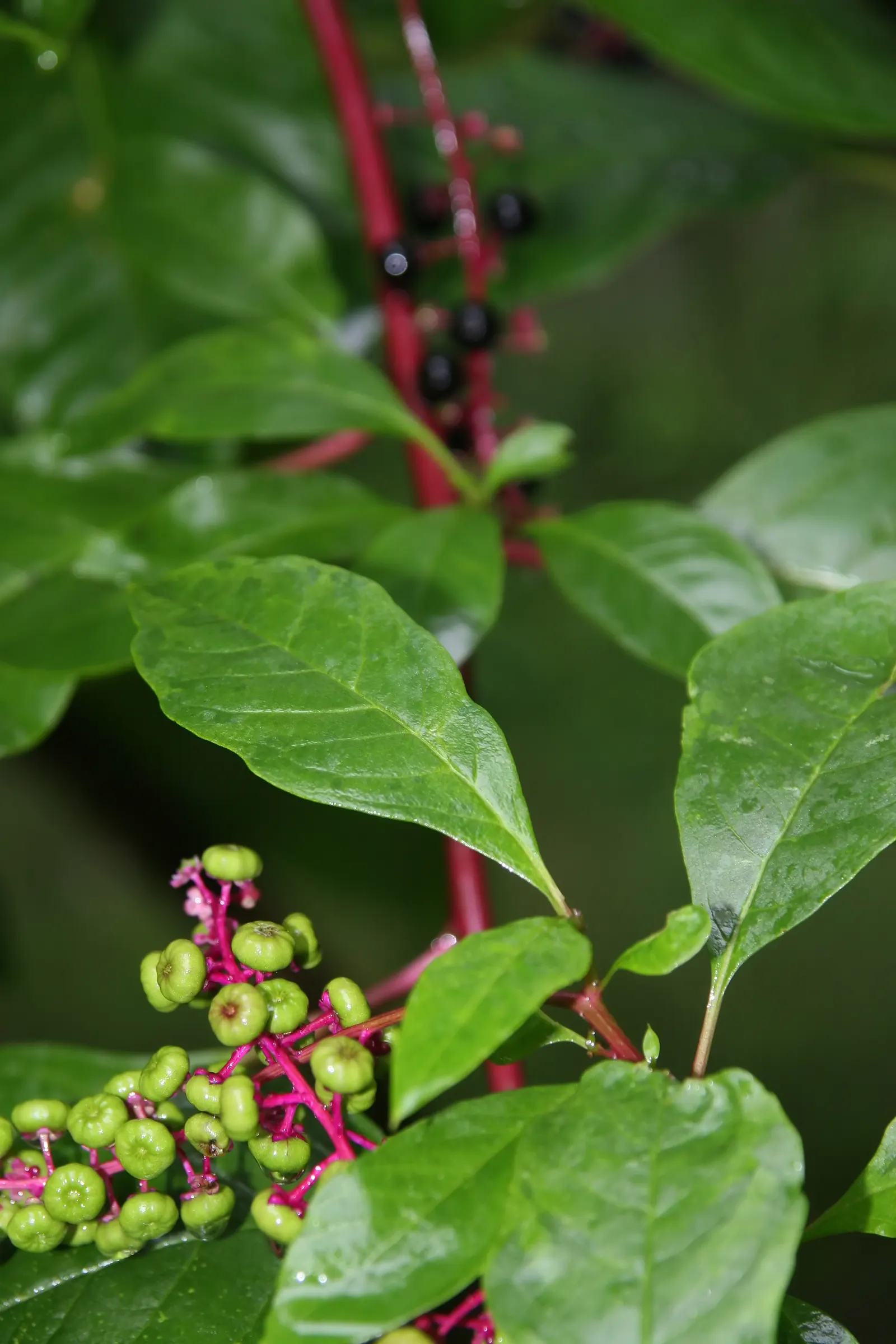 Inkberry (Ilex Glabra) — such as wetlands or shaded garden areas.<br><br>For landscape designers; demonstrating a high tolerance for various conditions