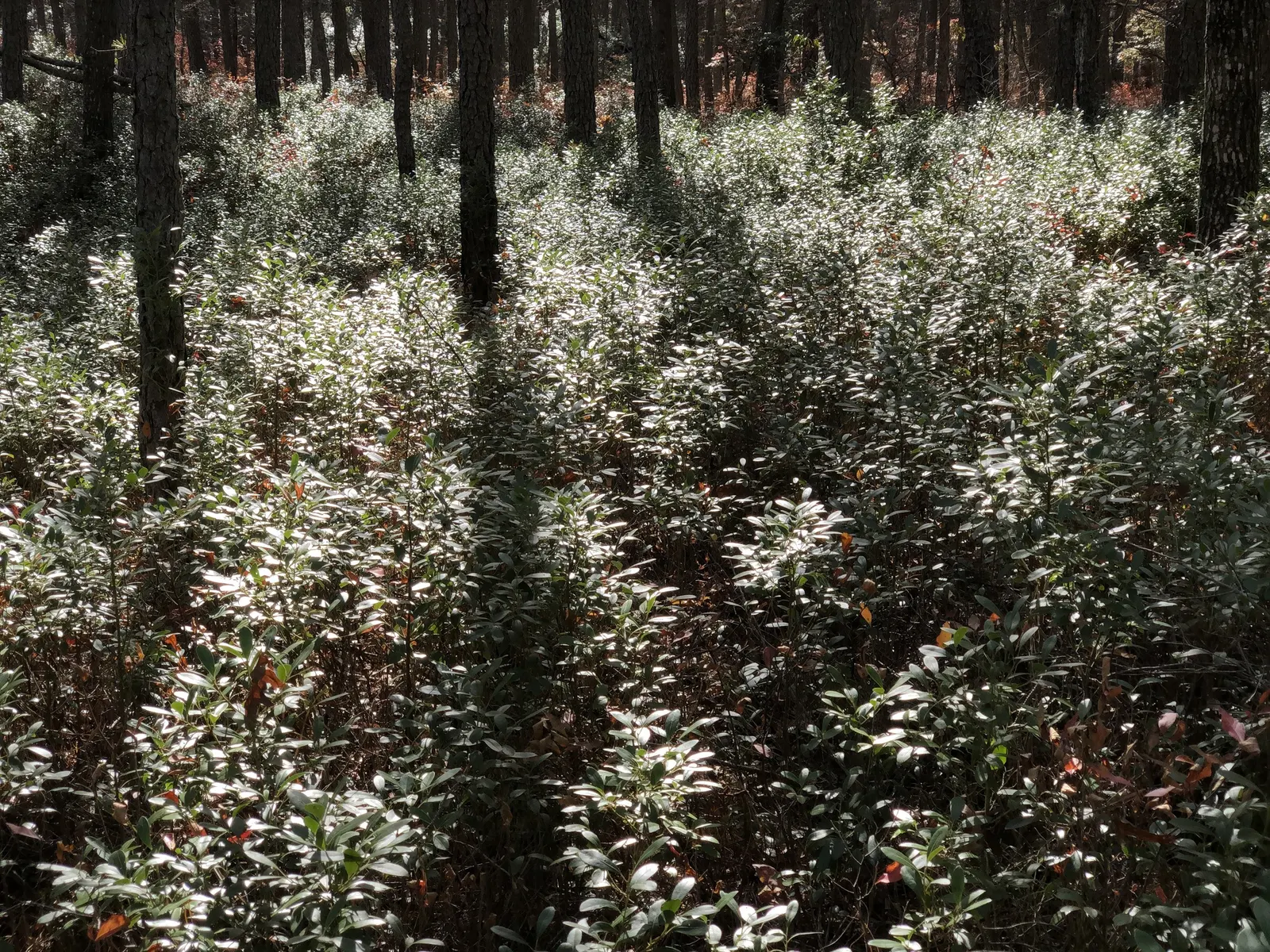 Inkberry (Ilex Glabra) — the Ilex glabra is an excellent hedge or foundation plant; emphasize its low maintenance requirements