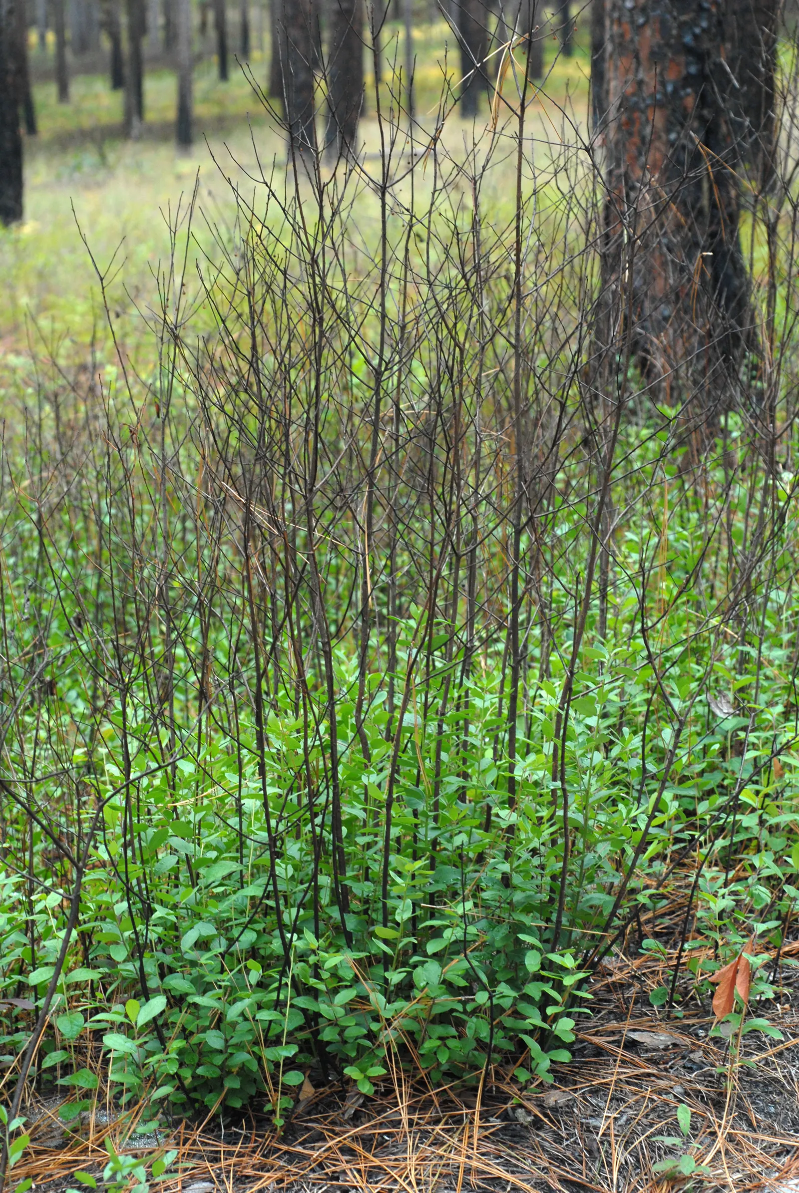 Inkberry (Ilex Glabra) — is a versatile evergreen shrub native to the eastern United States; the Ilex glabra is an excellent hedge or foundation plant