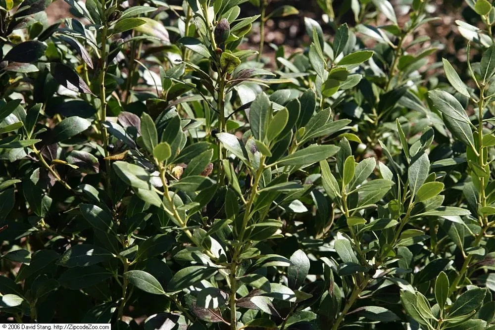 Inkberry (Ilex Glabra) — This adaptable native prefers full sun to partial shade and moist, acidic soils; it maintains this vibrant foliage, image 56