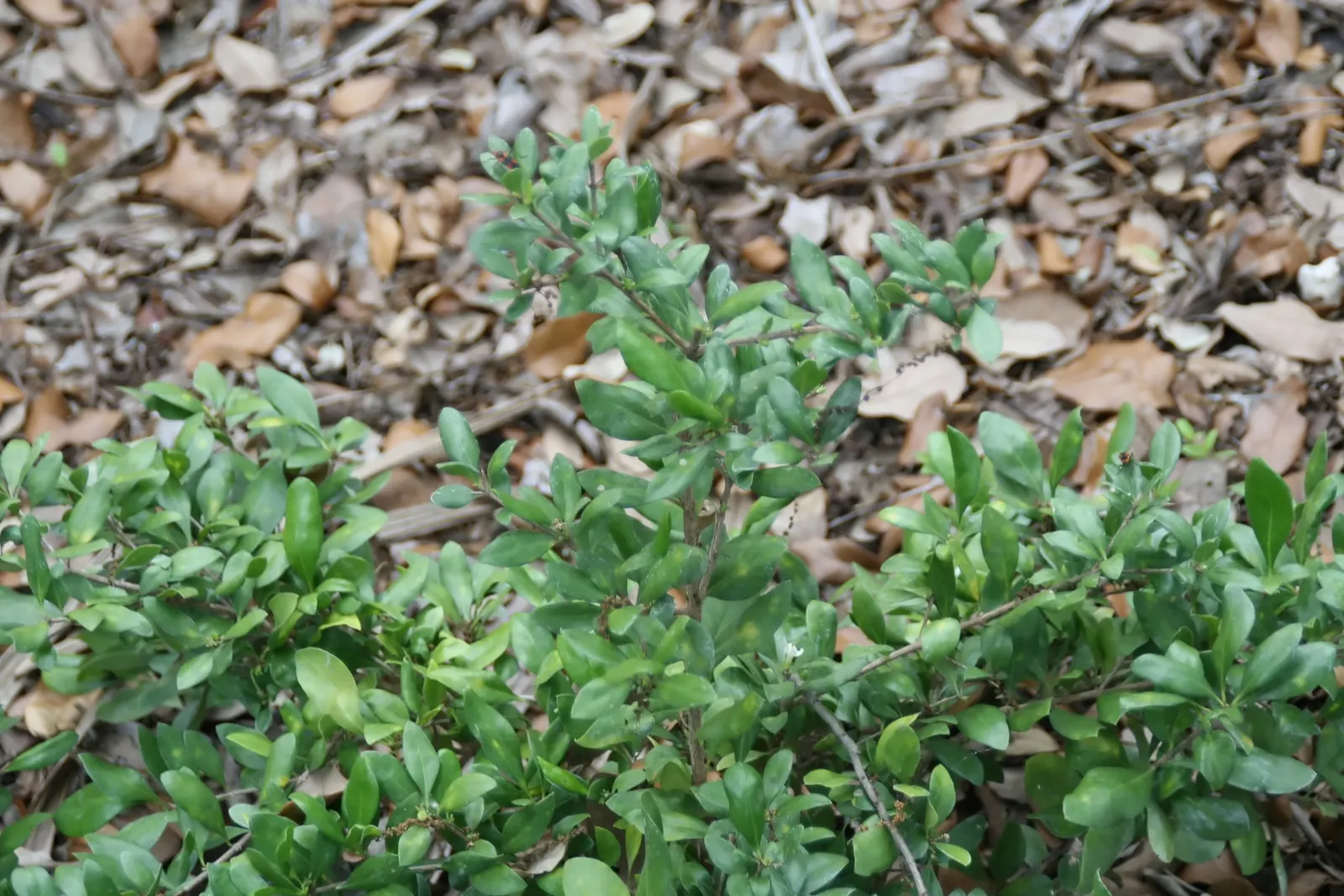 Inkberry (Ilex Glabra) — emphasize its low maintenance requirements