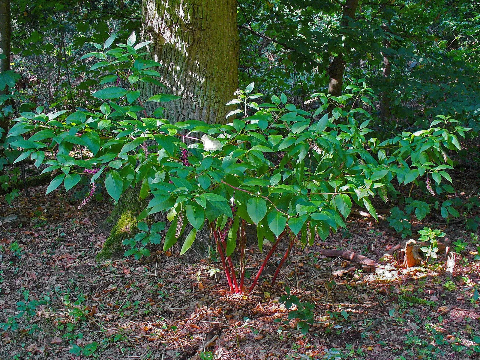 Inkberry (Ilex Glabra) — which measure up to 2 inches long; are attractive to pollinators