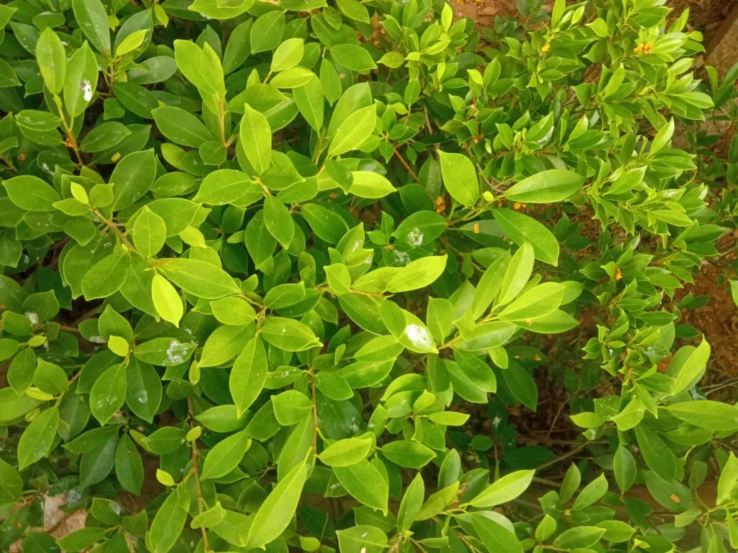 Inkberry (Ilex Glabra) — Its compact form grows 5-8 feet tall and 4-6 feet wide, ideal for hedges or foundation plantings; green and white flowers, image 58