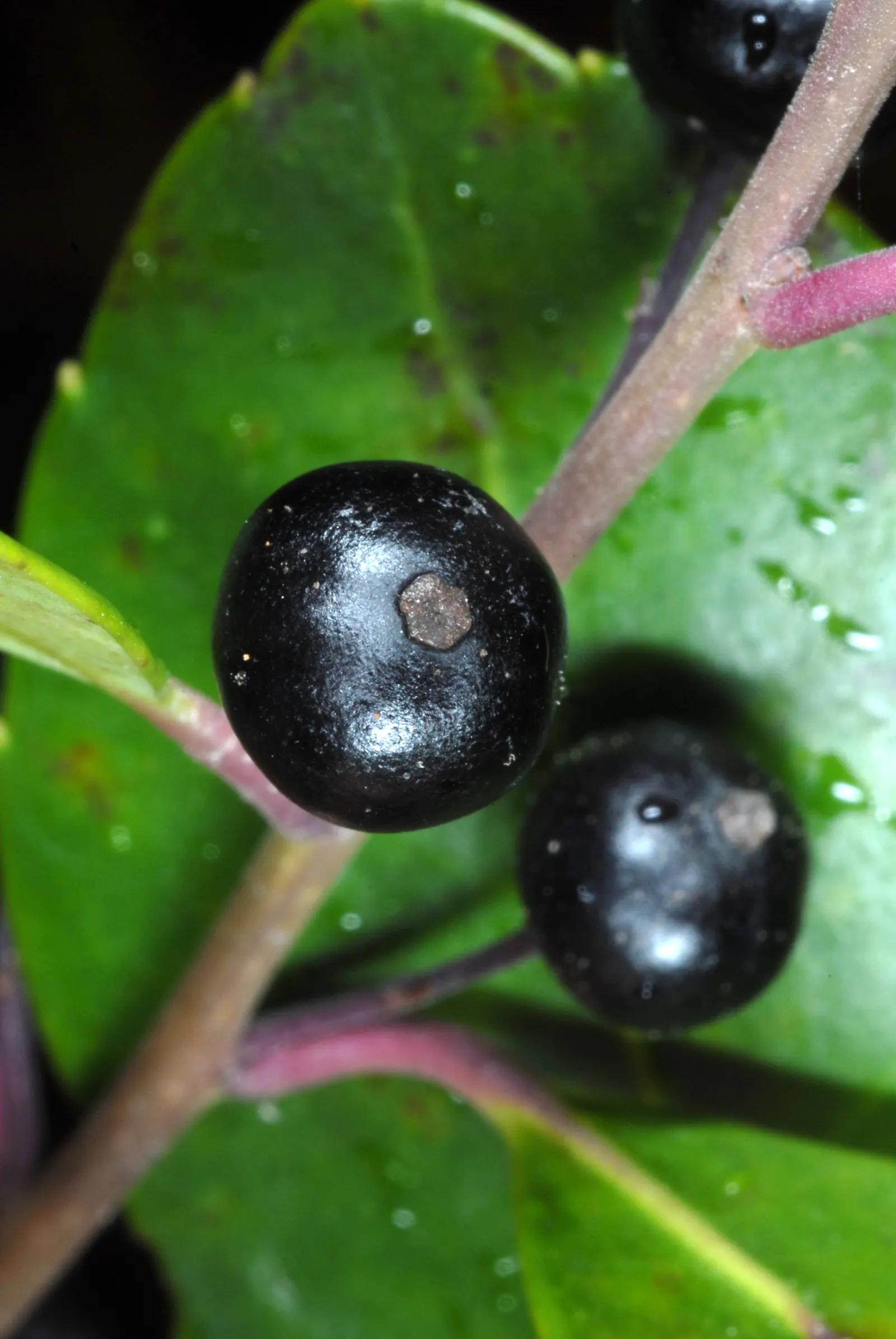 Inkberry (Ilex Glabra) — Its compact form grows 5-8 feet tall and 4-6 feet wide, ideal for hedges or foundation plantings; green and white flowers, image 85