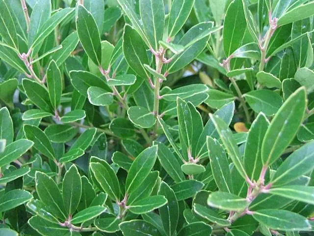 Inkberry (Ilex Glabra) — is a versatile evergreen shrub native to the eastern United States; the Ilex glabra is an excellent hedge or foundation, image 61