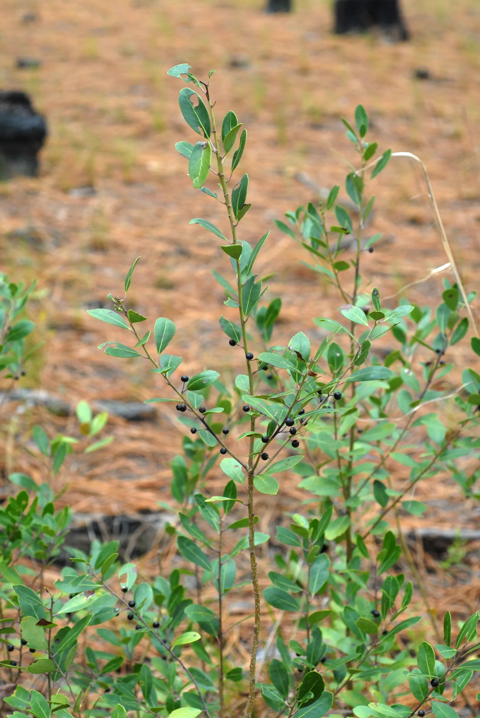 Inkberry (Ilex Glabra) — and the year-round visual interest it will bring to their garden