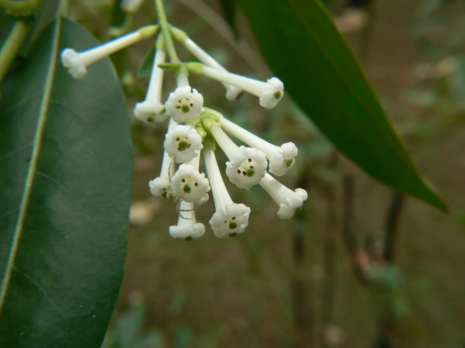 Inkberry (Ilex Glabra) — It maintains this vibrant foliage throughout all seasons, adding a consistent structure to garden designs; it can also, image 65