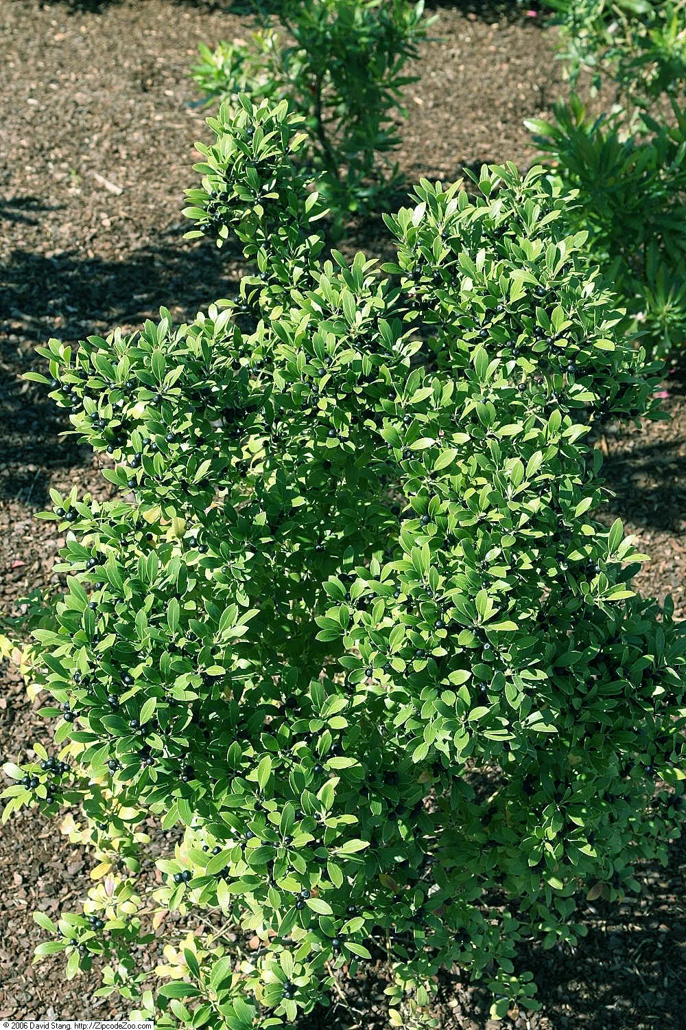 Inkberry (Ilex Glabra) — commonly referred to as the Inkberry; although not particularly showy, image 87