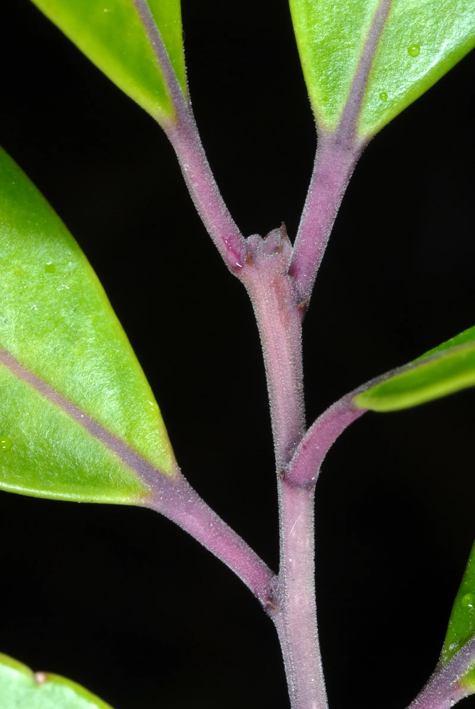 Inkberry (Ilex Glabra) — demonstrating a high tolerance for various conditions; when informing clients about this plant