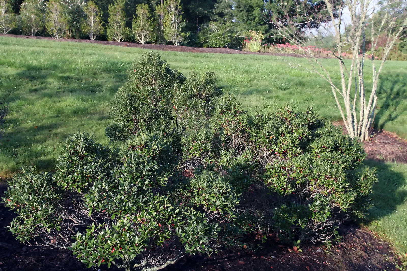 Inkberry (Ilex Glabra) — such as wetlands or shaded garden areas.<br><br>For landscape designers