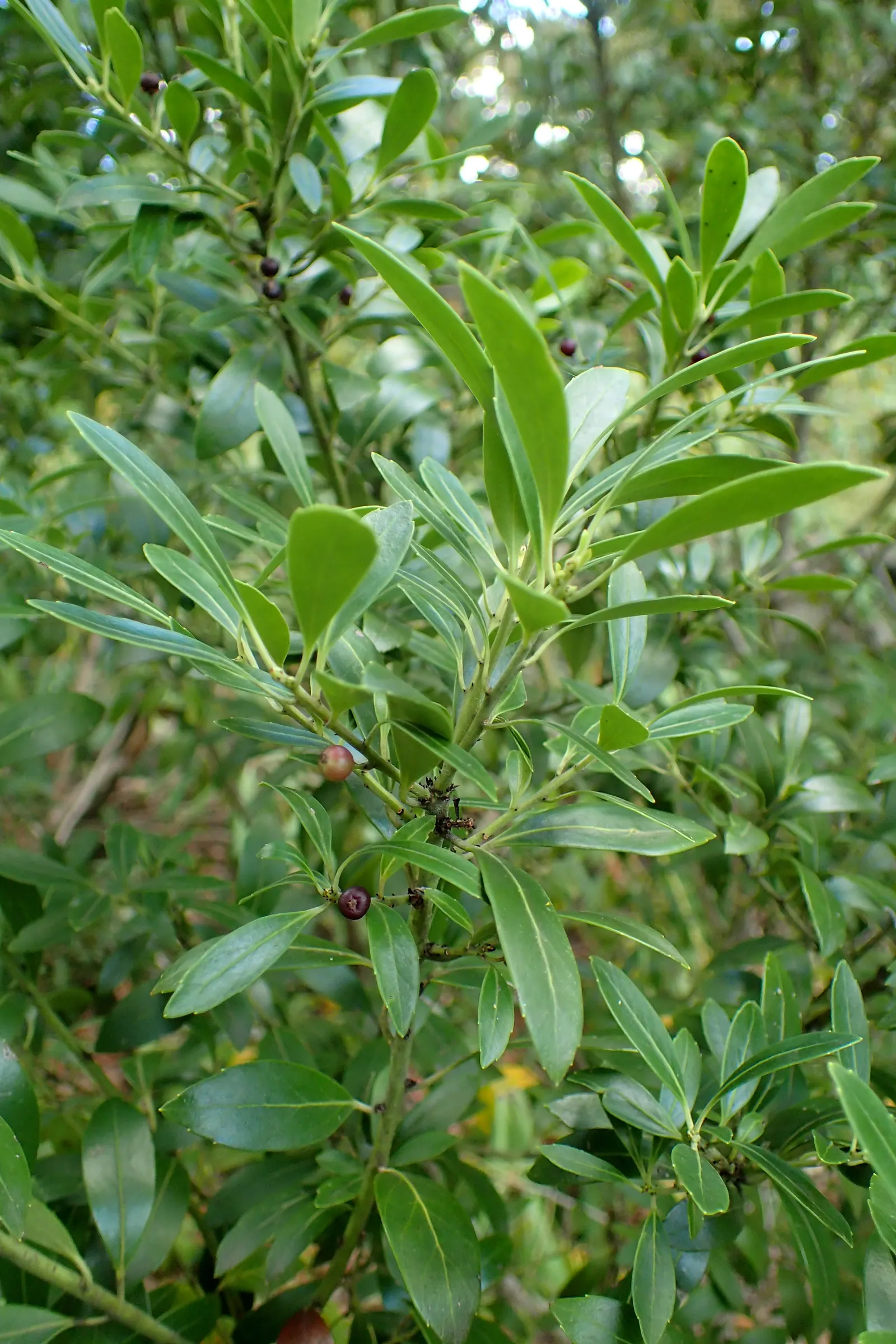 Inkberry (Ilex Glabra) — Pruning maintains size and shape, emphasizing its dense, rounded habit, image 59