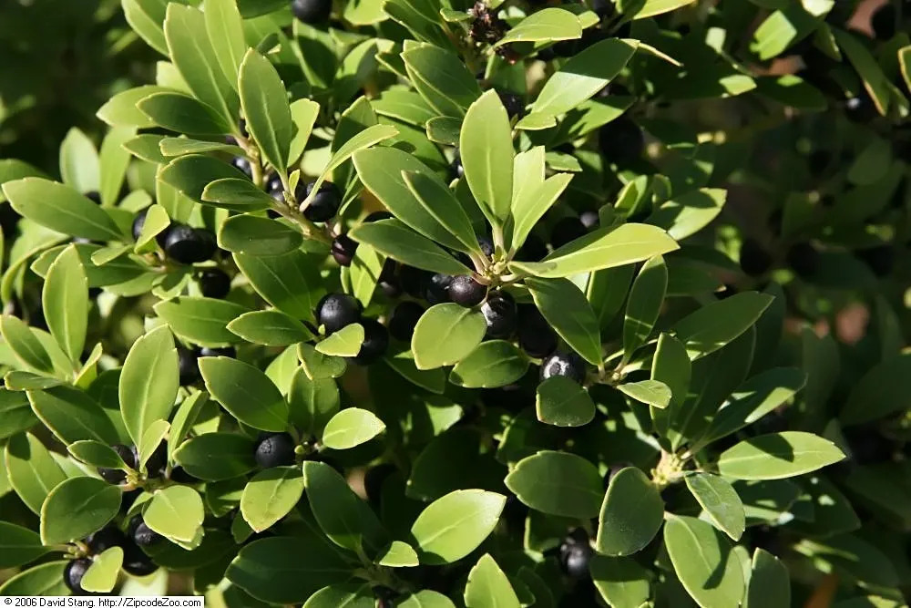 Inkberry (Ilex Glabra) — the Inkberry grows to a mature height of 5 to 8 feet with a similar spread; commonly referred to as the Inkberry