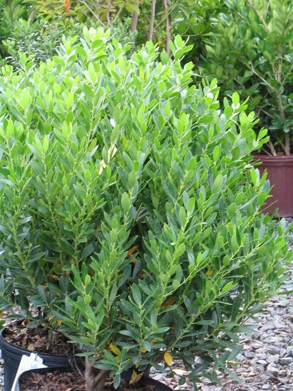 Inkberry (Ilex Glabra) — commonly referred to as the Inkberry; although not particularly showy