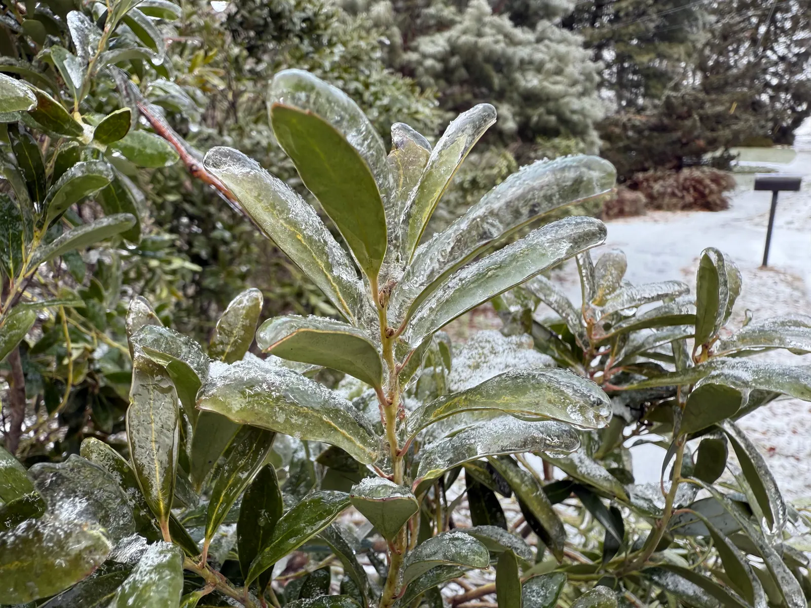Inkberry (Ilex Glabra) — Ilex glabra, known as Inkberry, is an evergreen shrub thriving in zones 5-9; its compact form grows 5-8 feet tall and 4-6 feet wide