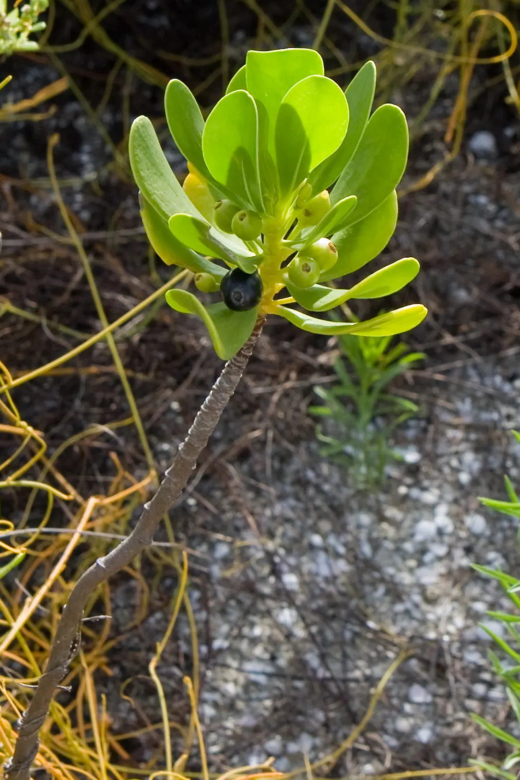 Inkberry (Ilex Glabra) — broadleaf evergreen / shrub for full or half