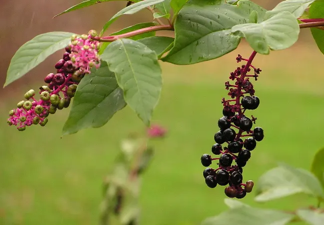 Inkberry (Ilex Glabra) — which measure up to 2 inches long; are attractive to pollinators, image 64