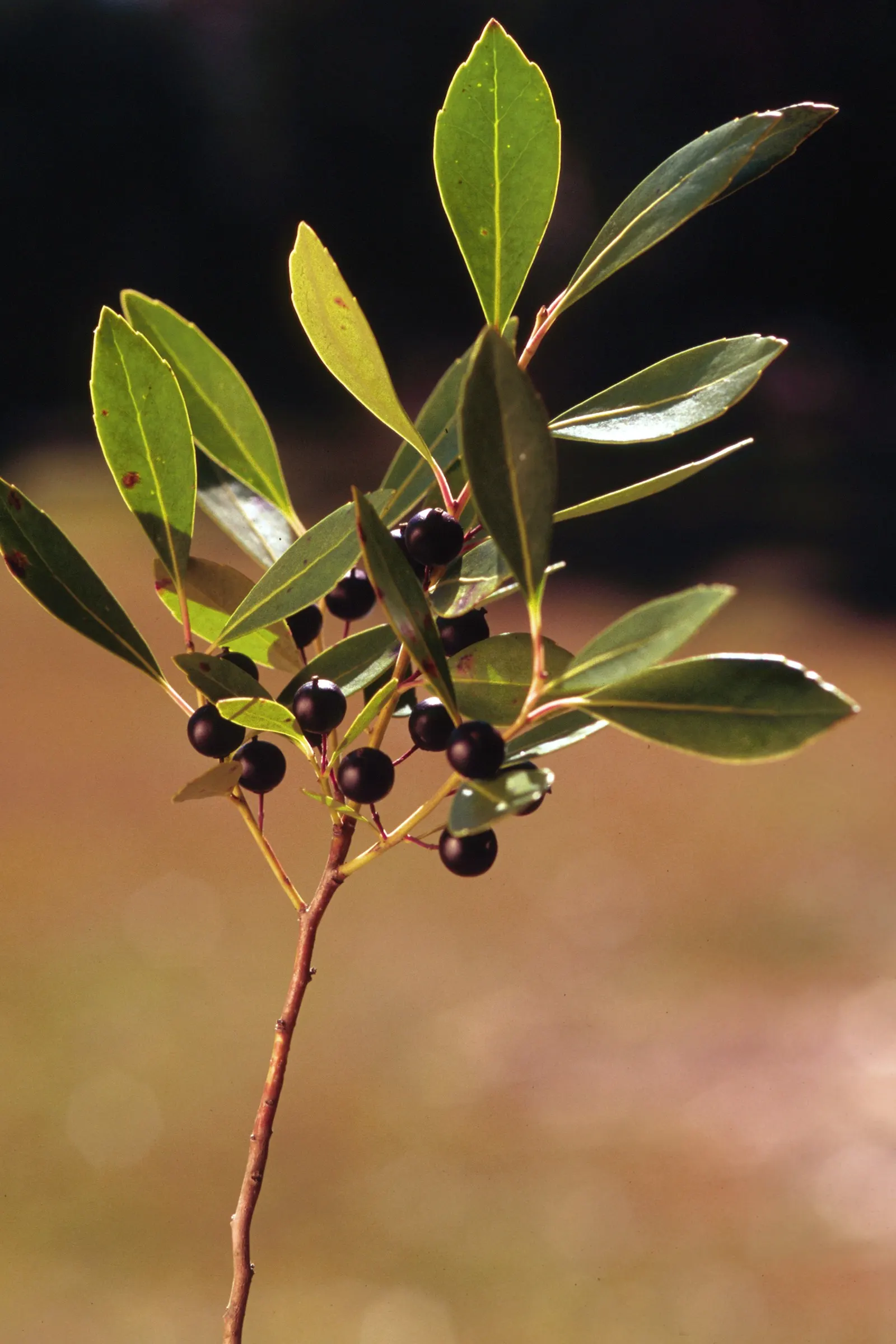 Inkberry (Ilex Glabra) — Ilex glabra, known as Inkberry, is an evergreen shrub thriving in zones 5-9; its compact form grows 5-8 feet tall and 4-6, image 82