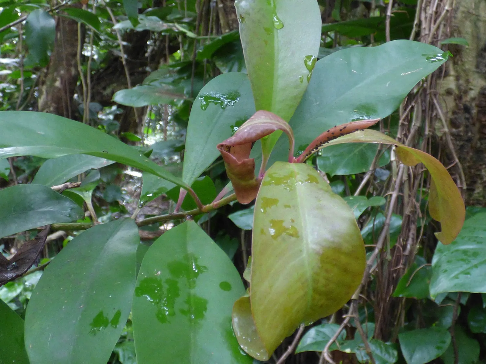 Inkberry (Ilex Glabra) — the plant bears its namesake black berries, image 41