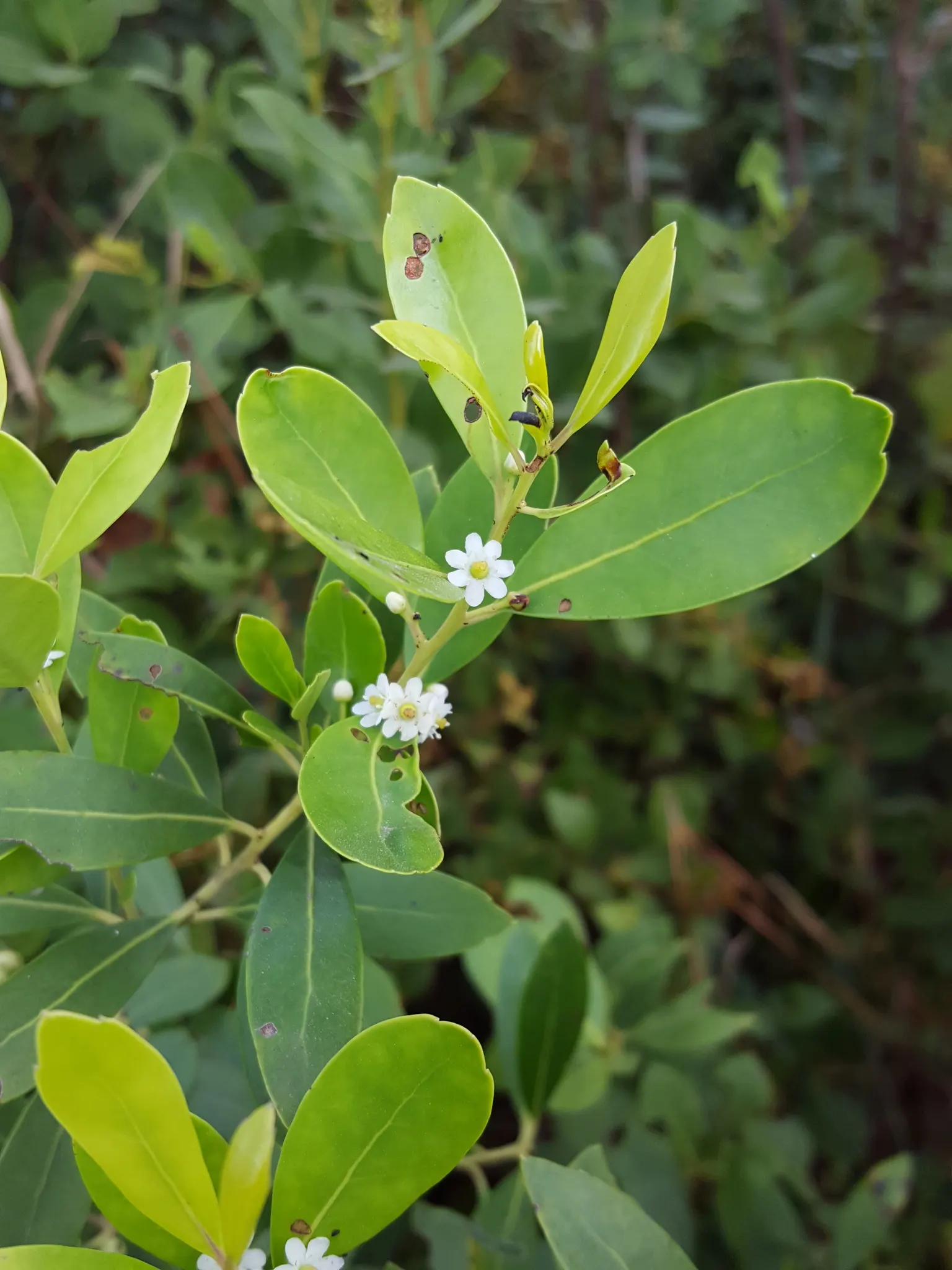 Inkberry (Ilex Glabra) — This tolerance makes Inkberry an ideal candidate for planting in more challenging spots; it's an excellent choice for, image 71