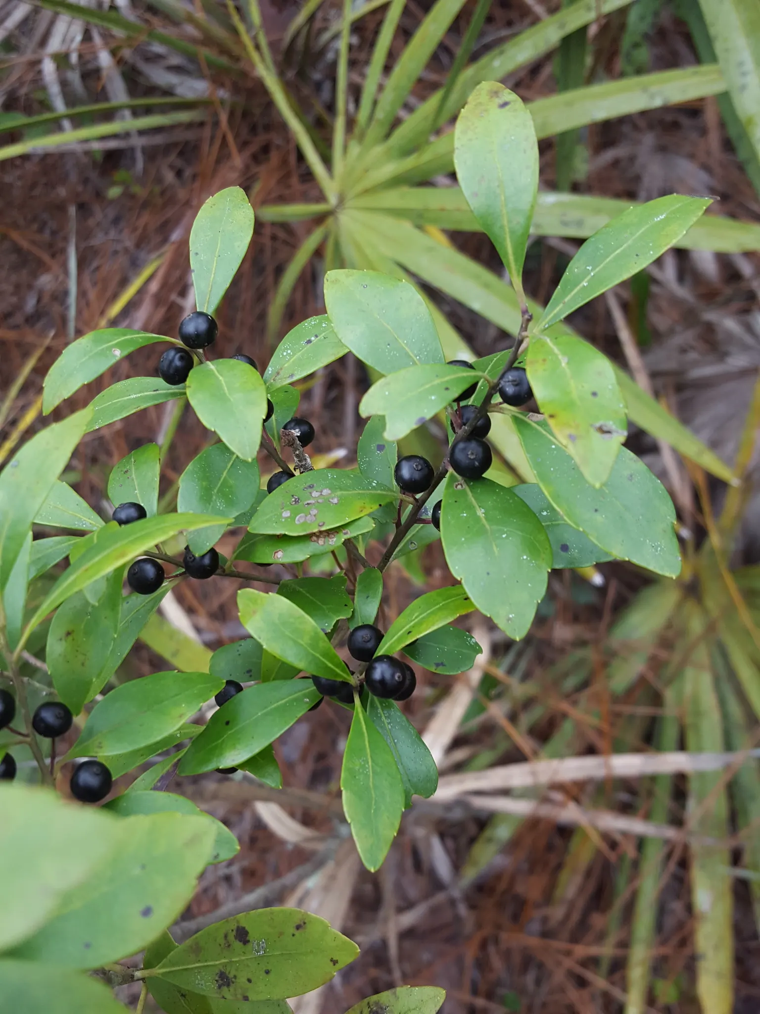 Inkberry (Ilex Glabra) — the Inkberry grows to a mature height of 5 to 8 feet with a similar spread
