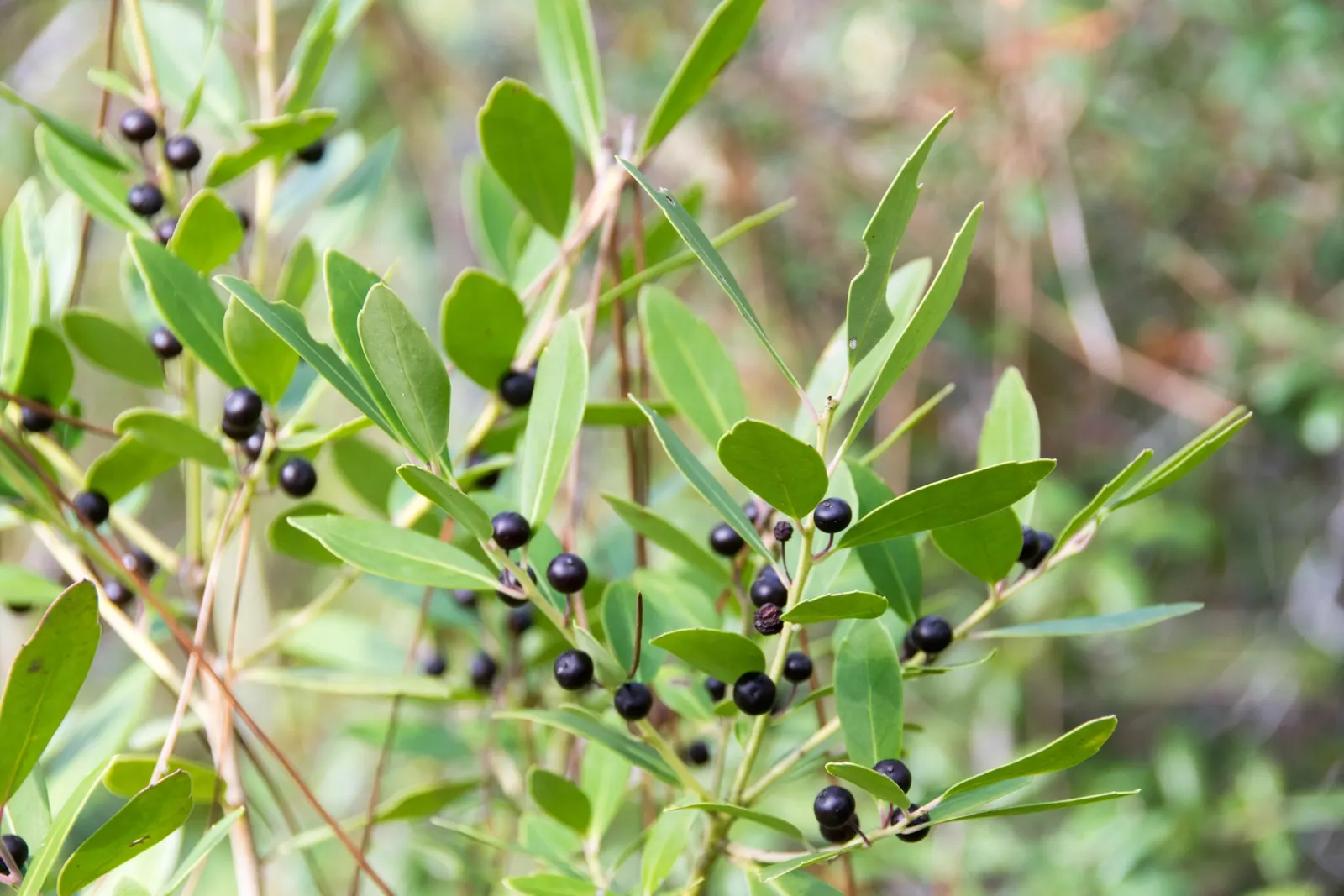 Inkberry (Ilex Glabra) — broadleaf evergreen / shrub with green and white blooms