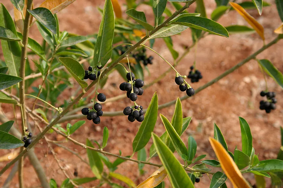 Inkberry (Ilex Glabra) — the Ilex glabra is an excellent hedge or foundation plant; emphasize its low maintenance requirements, image 73