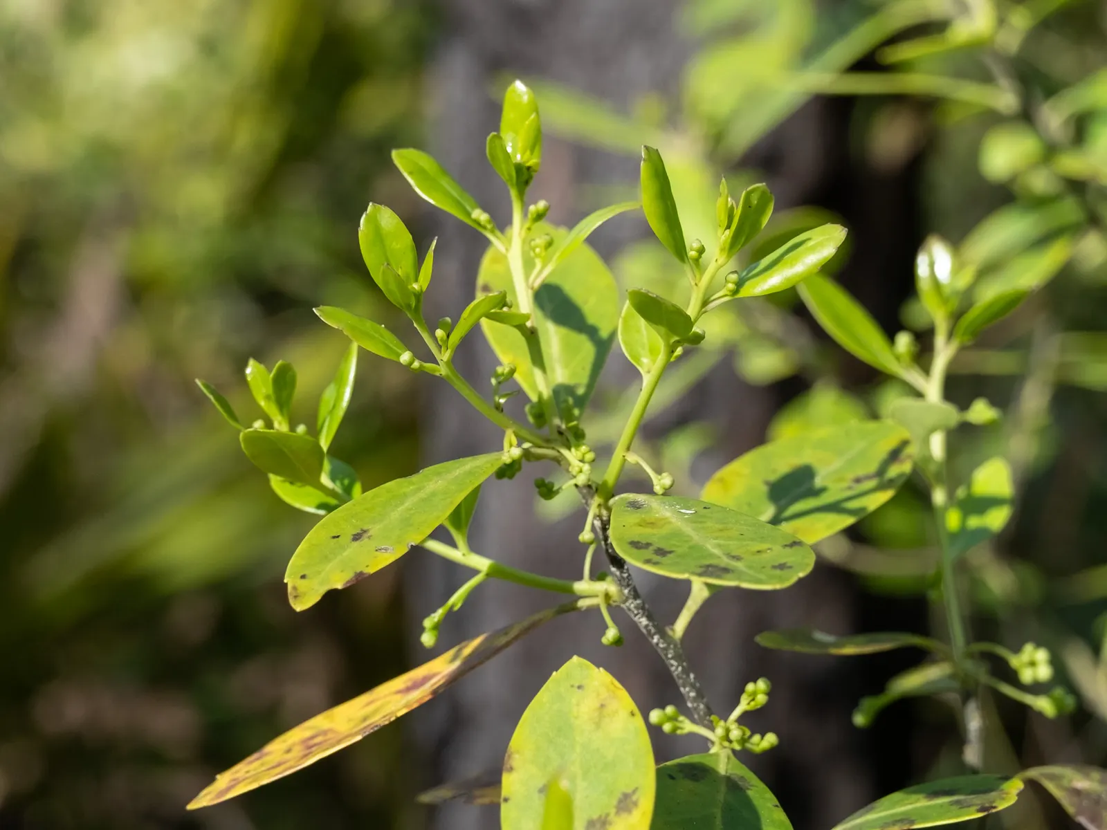 Inkberry (Ilex Glabra) — When informing clients about this plant; the Inkberry grows to a mature height of 5 to 8 feet with a similar spread, image 75