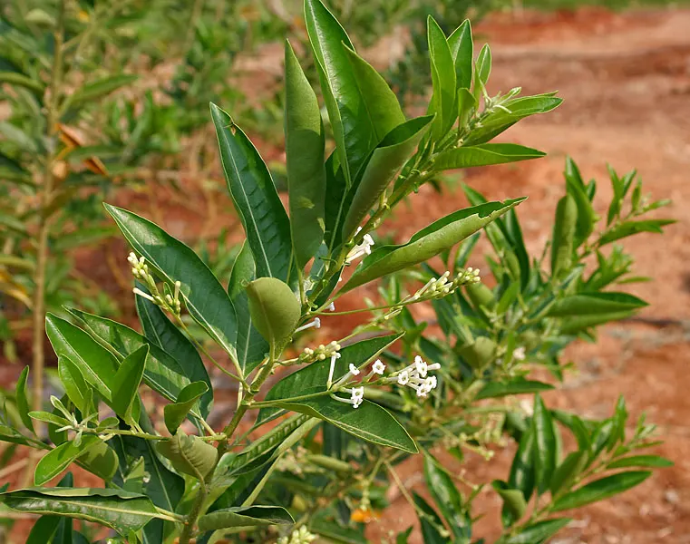 Inkberry (Ilex Glabra) — It's an excellent choice for landscape designs seeking year-round foliage interest; broadleaf evergreen / shrub with green and white