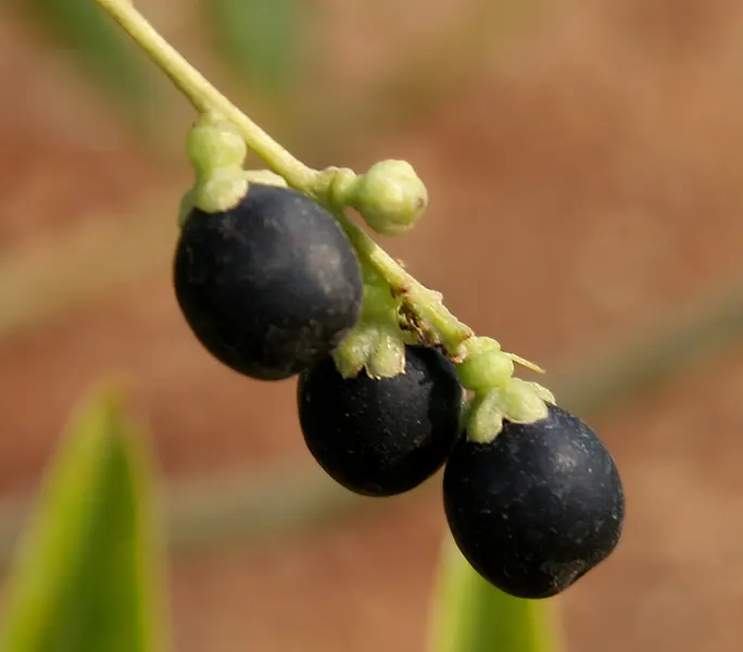 Inkberry (Ilex Glabra) — This tolerance makes Inkberry an ideal candidate for planting in more challenging spots; it's an excellent choice for landscape
