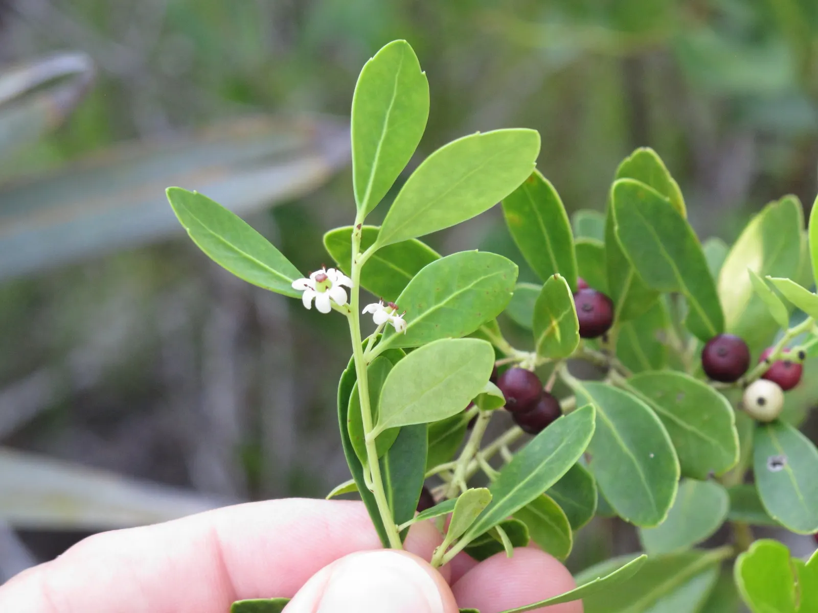 Inkberry (Ilex Glabra) — the Inkberry grows to a mature height of 5 to 8 feet with a similar spread; commonly referred to as the Inkberry, image 63