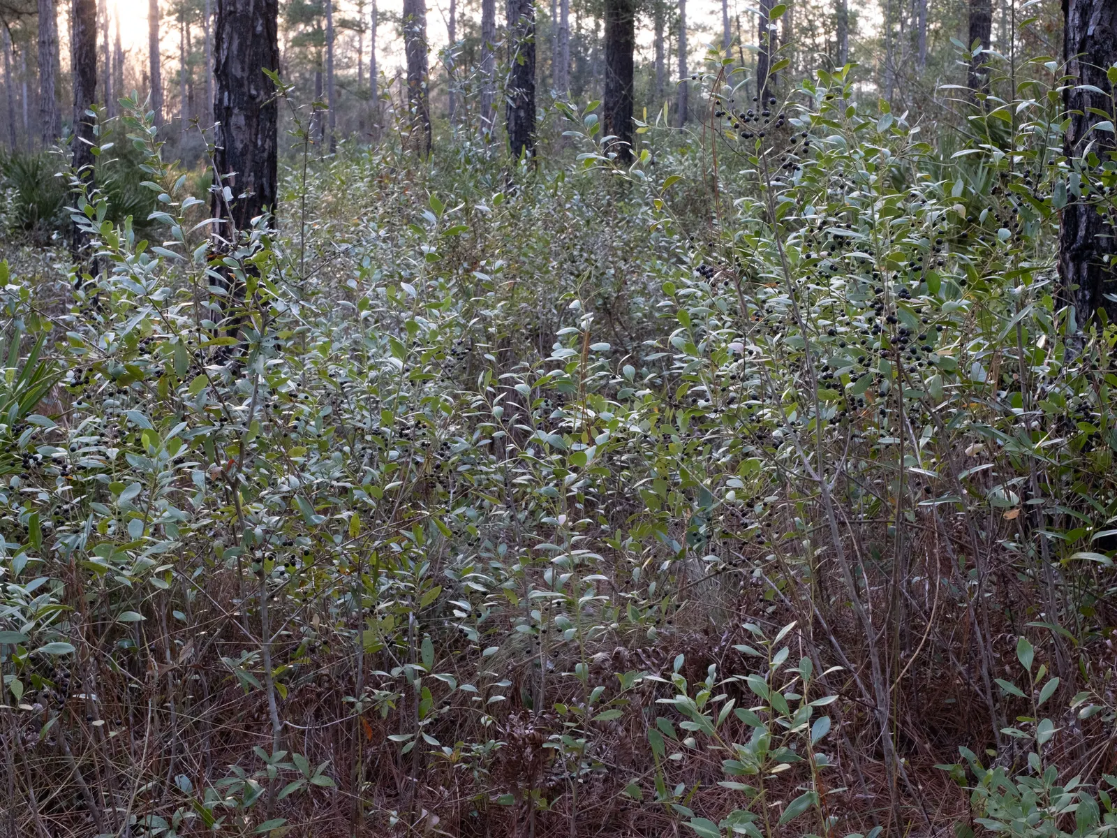Inkberry (Ilex Glabra) — broadleaf evergreen / shrub for full or half; and the year-round visual interest it will bring to their garden, image 81