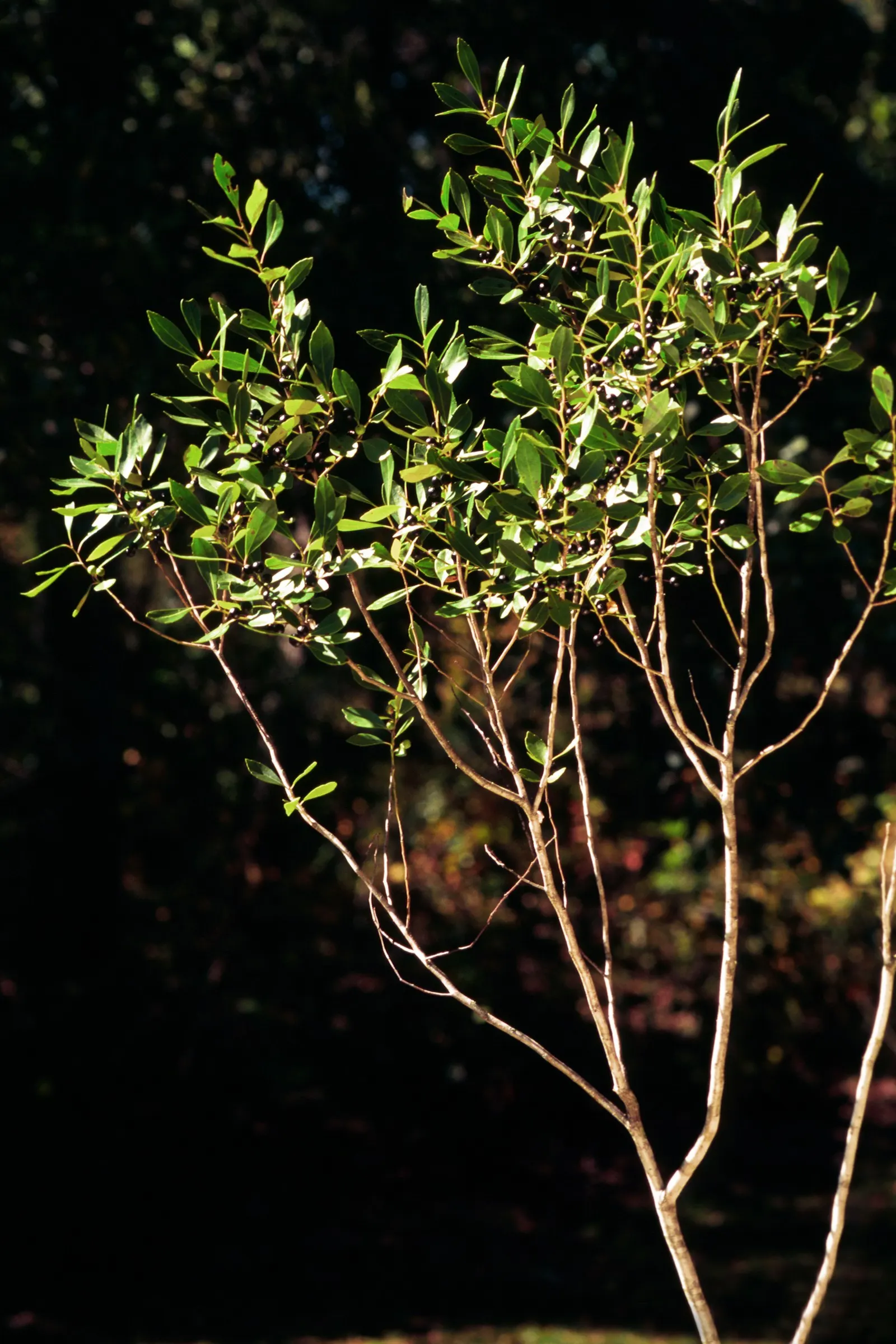Inkberry (Ilex Glabra) — emphasize its low maintenance requirements; including wet soils and partial shade, image 76