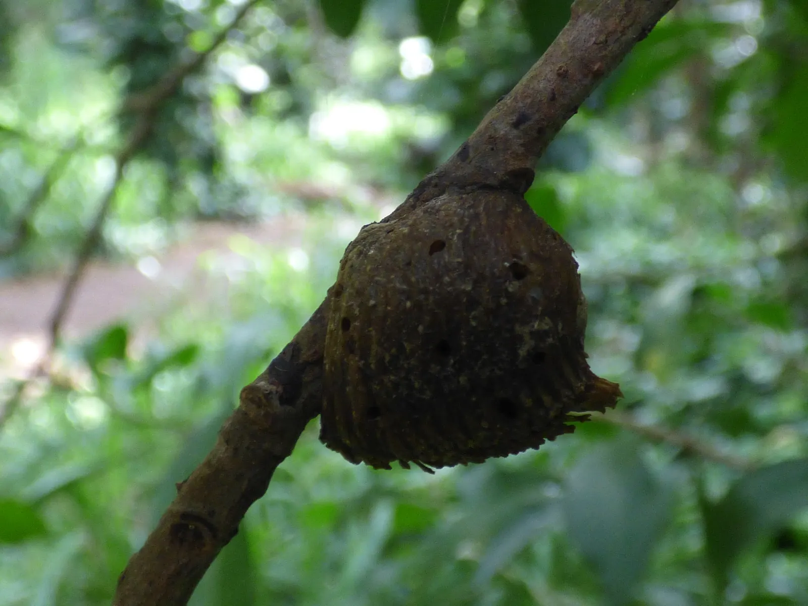 Inkberry (Ilex Glabra) — commonly referred to as the Inkberry; although not particularly showy, image 60