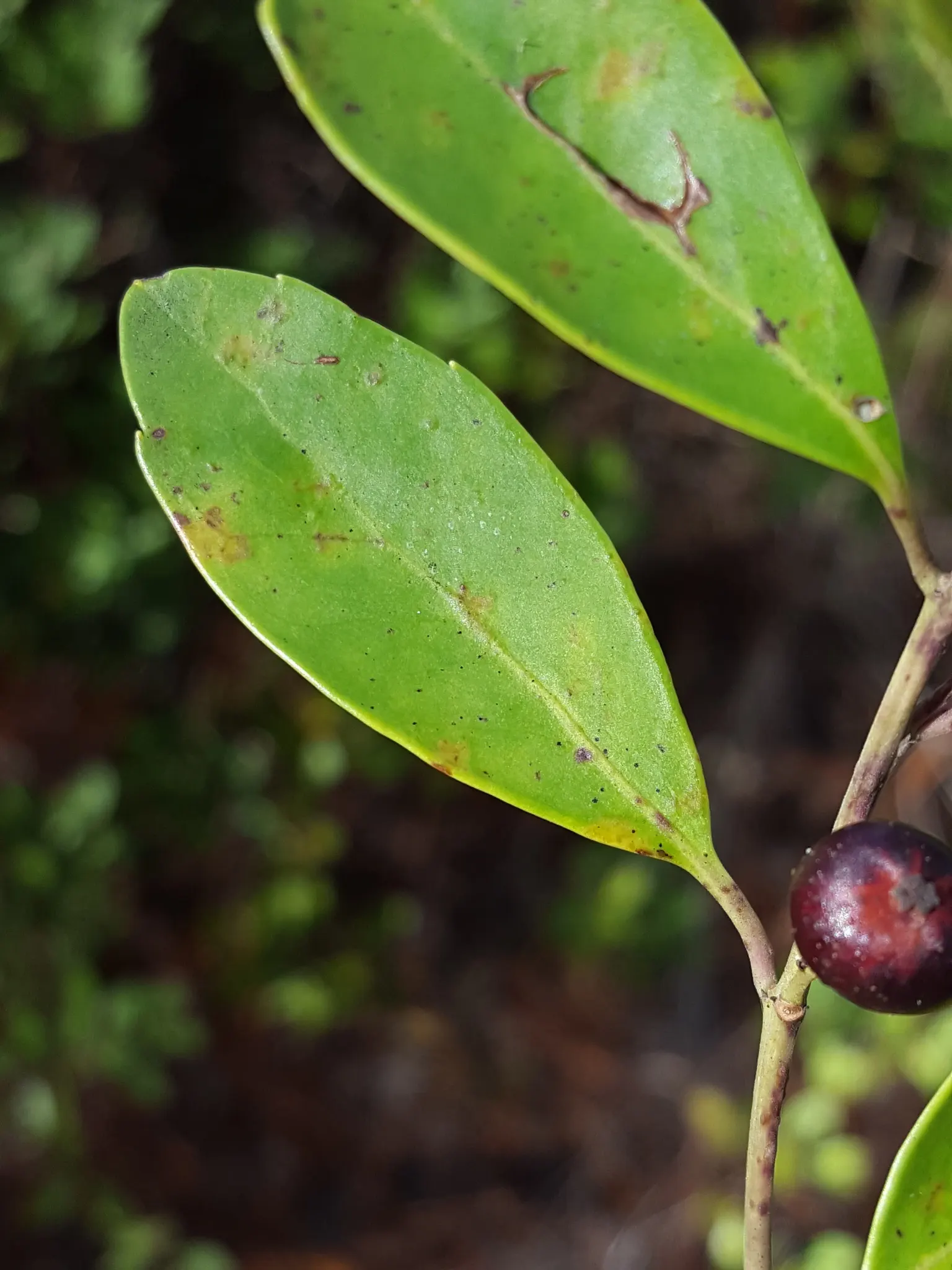 Inkberry (Ilex Glabra) — the plant bears its namesake black berries
