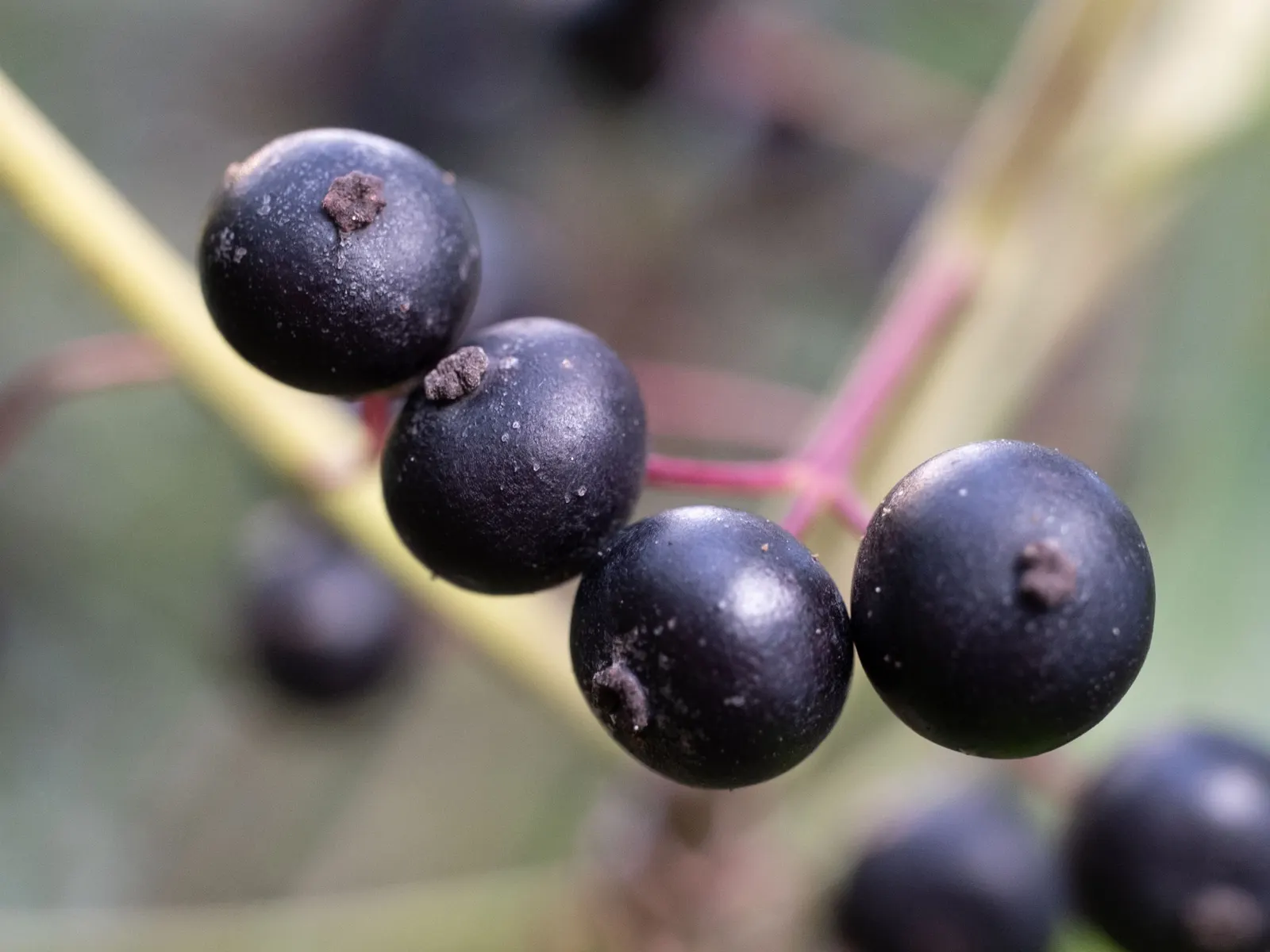Inkberry (Ilex Glabra) — This tolerance makes Inkberry an ideal candidate for planting in more challenging spots