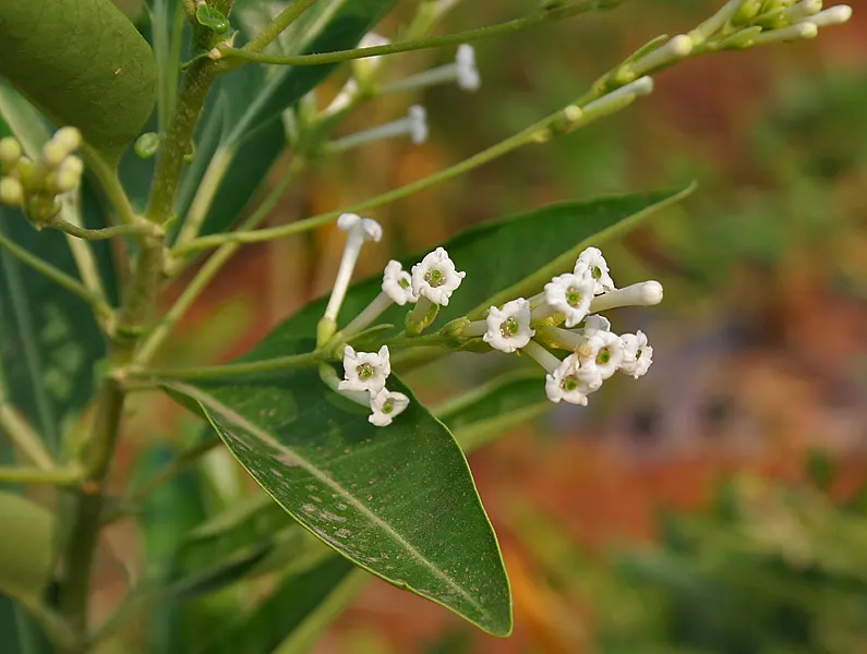 Inkberry (Ilex Glabra) — demonstrating a high tolerance for various conditions; when informing clients about this plant, image 69