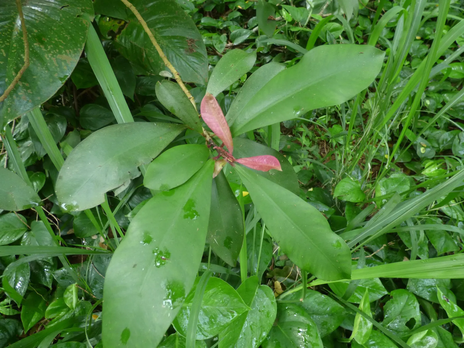 Inkberry (Ilex Glabra) — Ilex glabra, known as Inkberry, is an evergreen shrub thriving in zones 5-9; its compact form grows 5-8 feet tall and 4-6, image 55