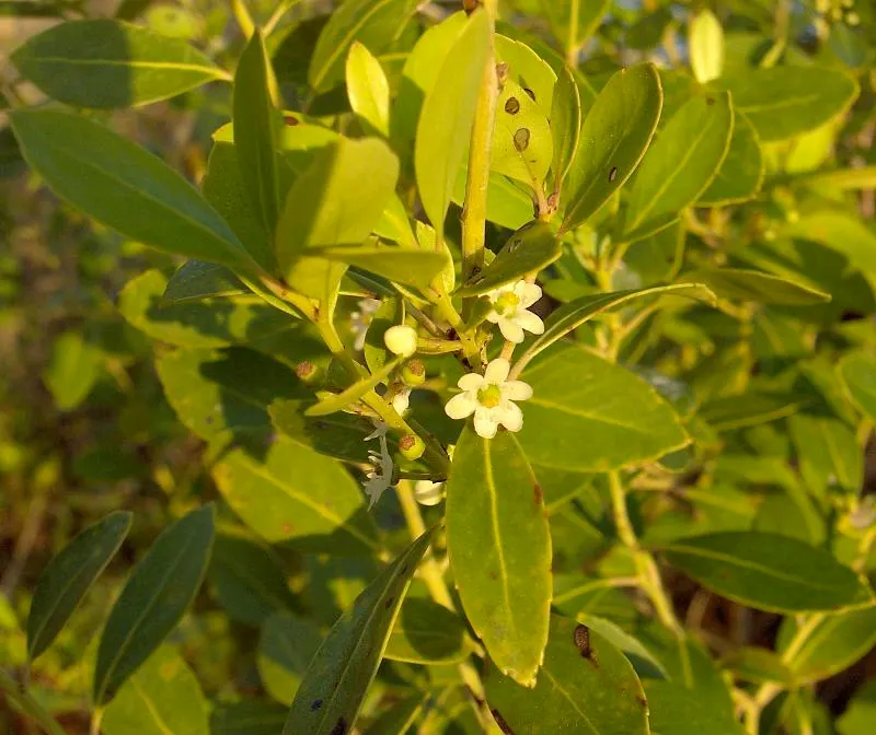 Inkberry (Ilex Glabra) — Inkberry features lustrous, dark green leaves and black berries that attract birds; such as wetlands or shaded garden, image 57