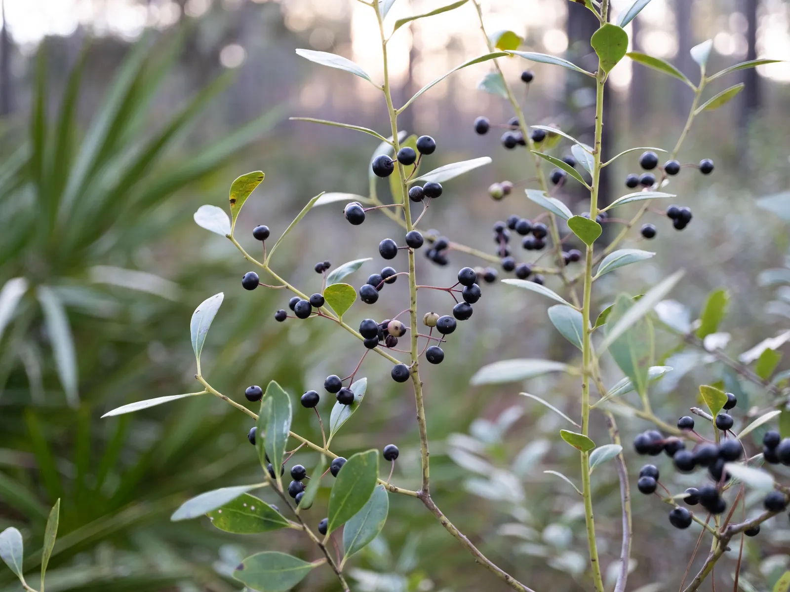Inkberry (Ilex Glabra) — This adaptable native prefers full sun to partial shade and moist, acidic soils; it maintains this vibrant foliage, image 83