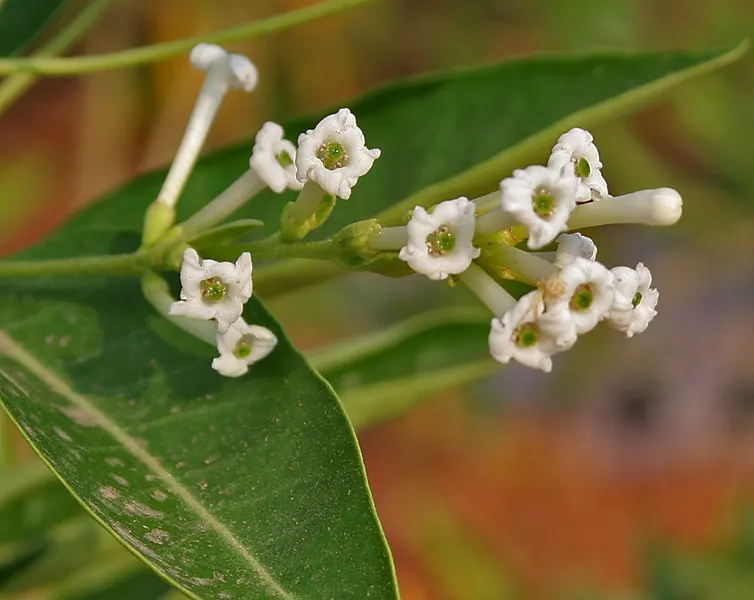 Inkberry (Ilex Glabra) — Its compact form grows 5-8 feet tall and 4-6 feet wide, ideal for hedges or foundation plantings; green and white flowers in the garden
