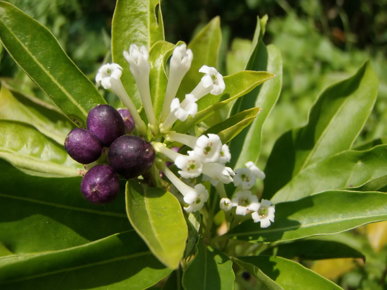 Inkberry (Ilex Glabra) — green and white flowers in the garden