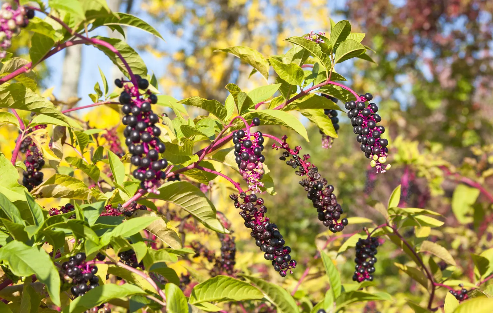 Inkberry (Ilex Glabra) — and the year-round visual interest it will bring to their garden; inkberry features lustrous, dark green leaves and black berries that