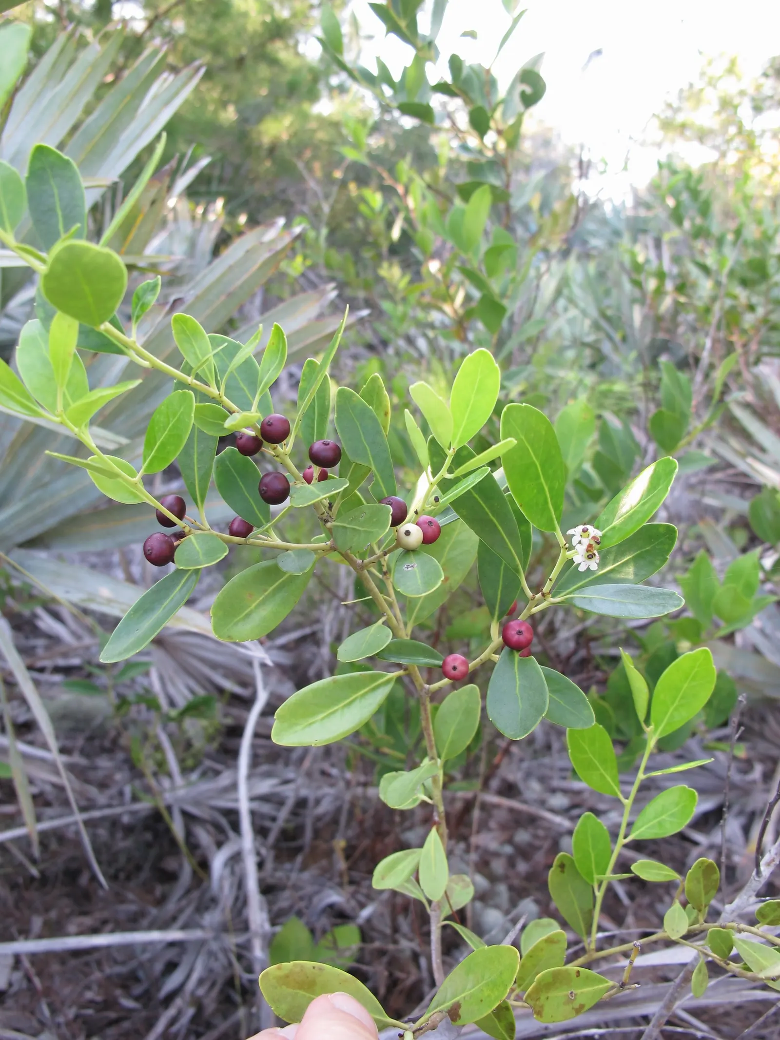 Inkberry (Ilex Glabra) — broadleaf evergreen / shrub for full or half; and the year-round visual interest it will bring to their garden